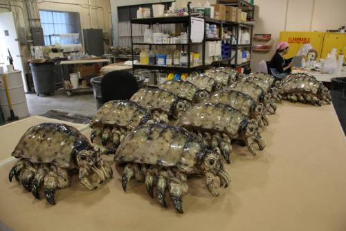 Rollie-Pollies ready in the shop.