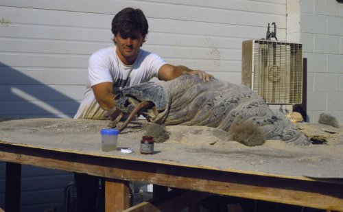 Graboidminipuppetgillis