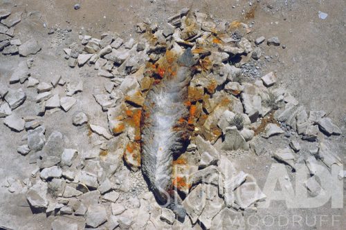 The Graboid evidently could not fly.