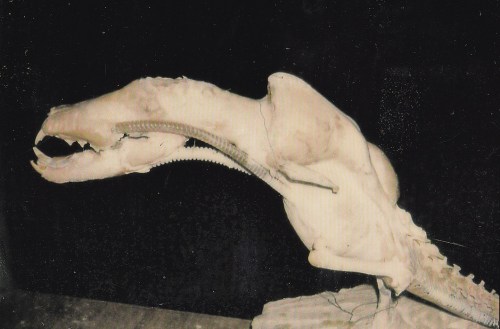 AlienChestburstergigersculpt