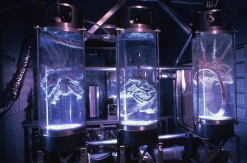 AliensFacehuggersinstasis