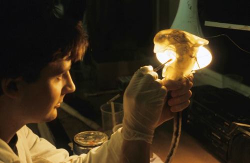 The Queenburster embryo model in construction. Notice the translucency, as well as the layered structure -- with a complete nervous system and a beating heart.