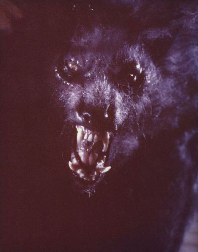 Howlingearlyheadatmowagner